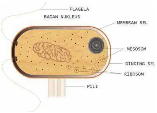 Gambar 2.  Bakteri Aeromonas salmonicida (sumber : http://agus krisno blog.files.wordpress.com.2011/01/anatomi_bakteri.jpg.)