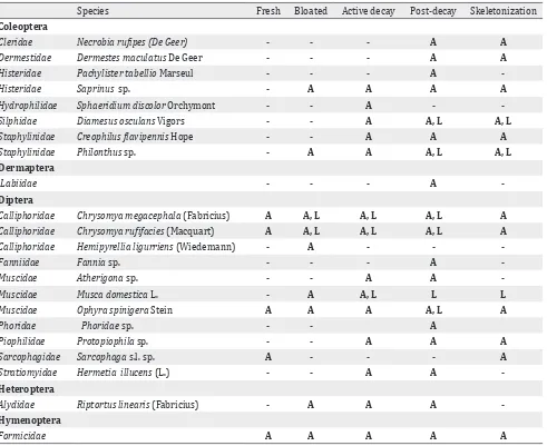 Table 4. Insects found on four different pig carcasses in Manado in relation to the decomposition stages