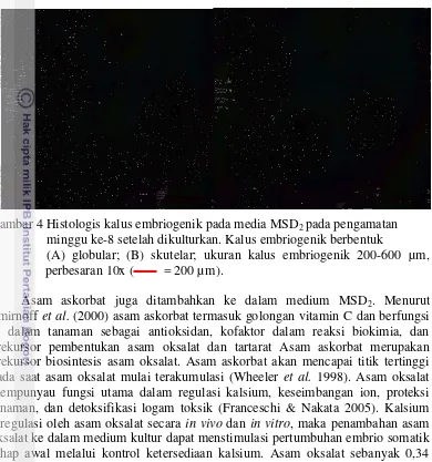 Gambar 4 Histologis kalus embriogenik pada media MSD2 pada pengamatan   