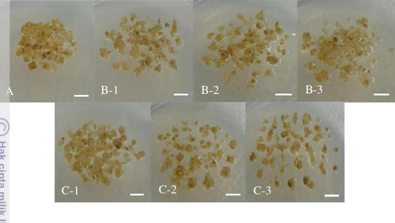 Gambar 14 Morfologi koloni kalus embriogenik S15.355 berumur 8 minggu (2) (3) 
