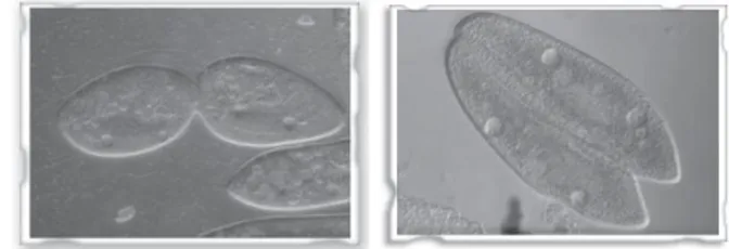 Gambar  2.3  Reproduksi  secara  aseksual  dan  seksual  Paramecium 