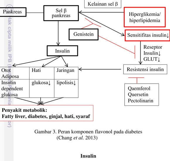 Gambar 3. Peran komponen flavonol pada diabetes                                            (Chang et al