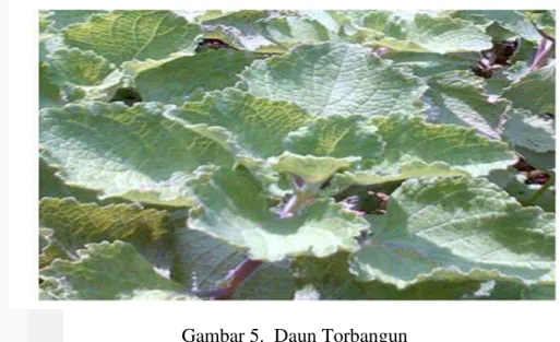 Gambar 5.  Daun Torbangun 