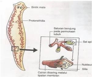 Gambar 2.5. Sistem Eksresi Planaria 214