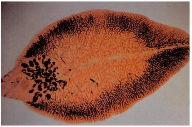 Gambar 2.7. Fasciola hepatica 220