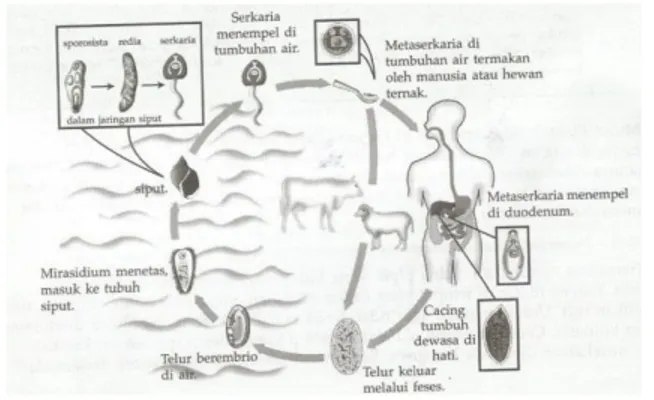 Gambar 2.8. Siklus Hidup Fasciola hepatica 222