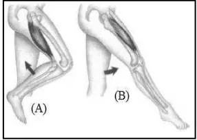 Gambar (A) dan (B) menunjukan gerak otot  