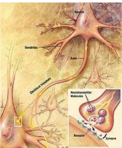 Gambar 5 Struktur sel neuron (http://en.wikipedia.org/wiki/File: Chemical_ synapse_schema_cropped.jpg 