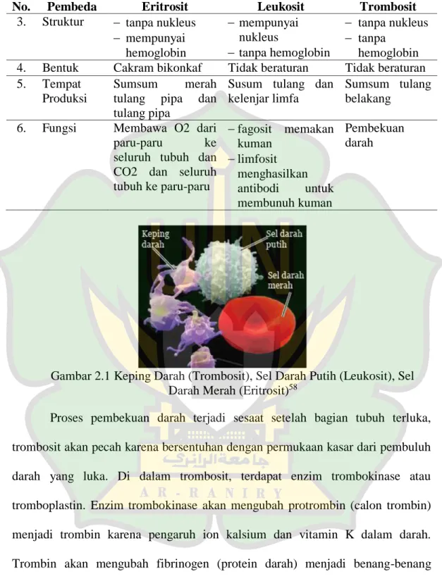 Gambar 2.1 Keping Darah (Trombosit), Sel Darah Putih (Leukosit), Sel  Darah Merah (Eritrosit) 58