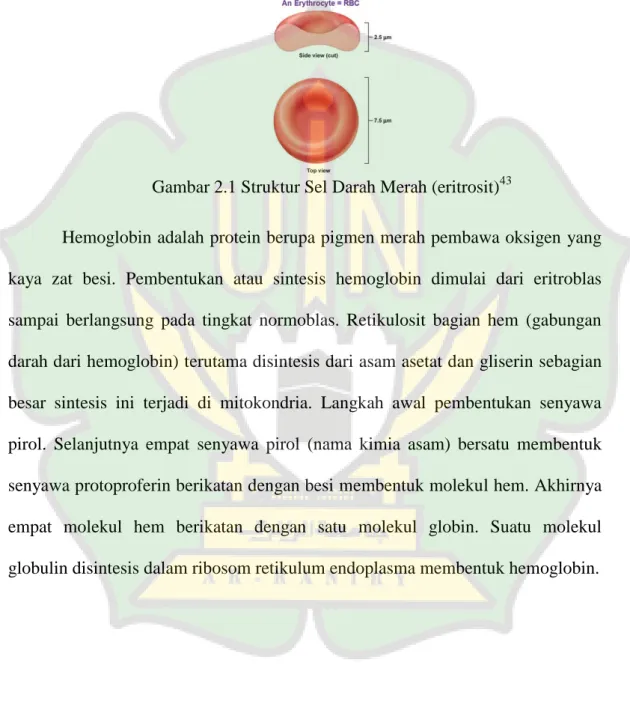 Gambar 2.1 Struktur Sel Darah Merah (eritrosit) 43