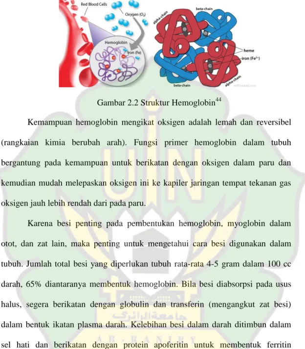 Gambar 2.2 Struktur Hemoglobin 44