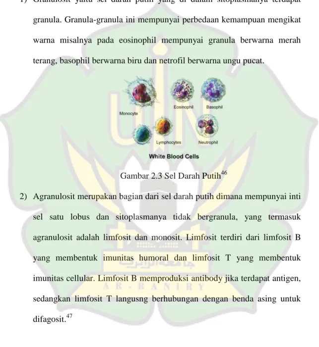 Gambar 2.3 Sel Darah Putih 46