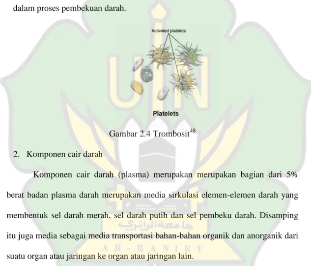 Gambar 2.4 Trombosit 48 2.  Komponen cair darah 