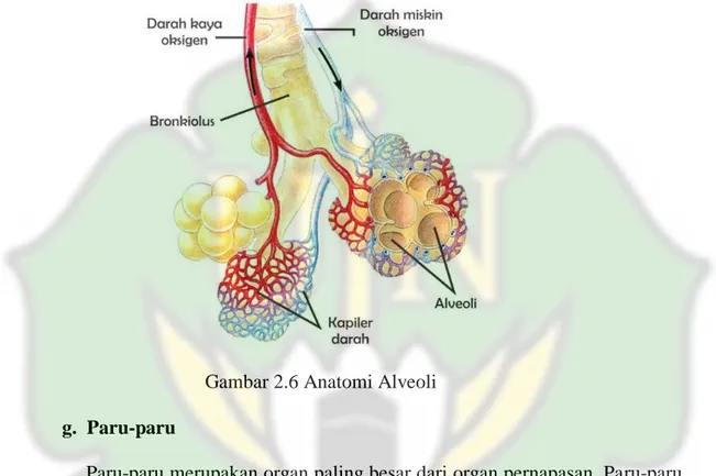 Gambar 2.6 Anatomi Alveoli  g.  Paru-paru 