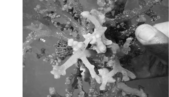 Gambar 2 Rumput laut yang terserang penyakit ice-ice (Tisera &    