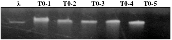 Gambar 6  Hasil elektroforesis DNA Genom Rumput laut K. alvarezii hasil isolasi; T0-1 – T0-5 = Tunas transgenik putatif  