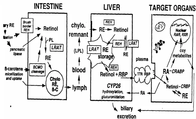 Gambar 3. Transpor Vitamin A Intra Organ yang Dimodifikasi                   (Williams & Wilkins, 2006)  