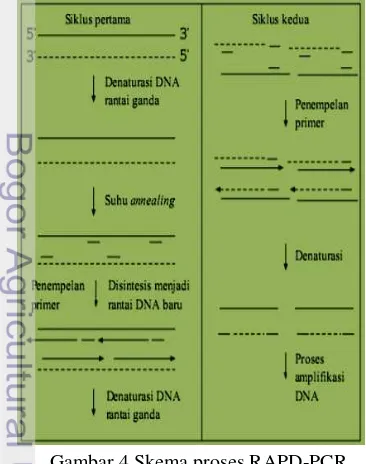 Gambar 4 Skema proses RAPD-PCR  
