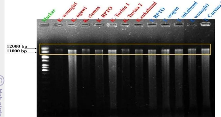 Gambar 5 Elektroforegram hasil kualitatif  DNA kunyit dan temulawak 