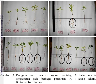 Tabel 15 Pengaruh perlakuan konsentrasi boron terhadap nisbah pucuk akar 