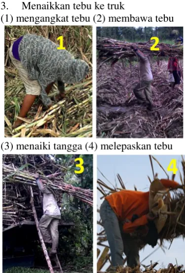 Tabel 17. Hasil analisis OWAS dan REBA mengumpulkan tebu 