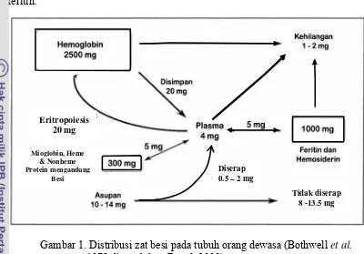 Gambar 1. Distribusi zat besi pada tubuh orang dewasa (Bothwell et al.  