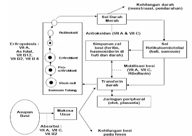 Gambar 3  Peranan vitamin di dalam metabolisme zat besi dan eritropoiesis                   (Hughes-Jone dan Wickramasinghe 1966 diacu dalam MIP 2000) 