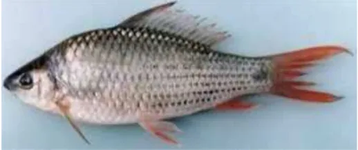 Gambar 8. Ikan Nilemtubuh. Lama waktu yang digunakan untuk mengosongkan lambung ini dipengaruhi olehjenis pakan dan faktor lingkungan