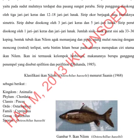 Gambar 9. Ikan Nilem (Osteochillus haselti)