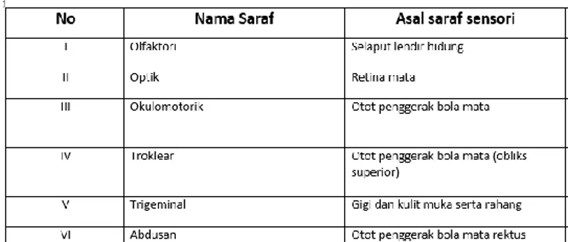 Gambar 4.8 Tabel dua belas saraf kranial sesudah revisi 