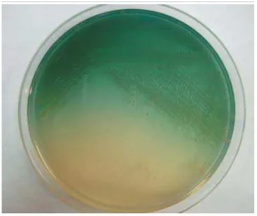 Gambar 2.3. Pigmen piosianin (biru-hijau) yang dihasilkan oleh 