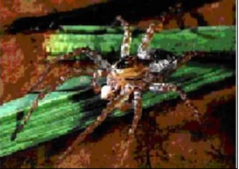 Gambar 7.  Laba-laba harimau (Lycosa sp.) 