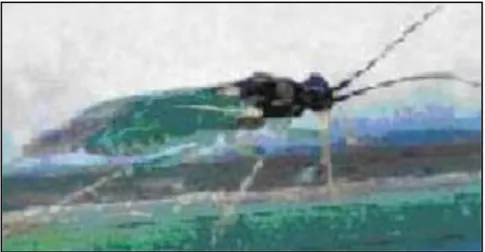 Gambar 8. Kepik Mirid  (Cyrtorhinus lividipenis)  (c)   Kumbang Carabid (Ophionea migrofasciata ) 