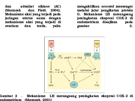 Gambar 2  .  Mekanisme  LH merangsang peningkatan ekspresi COX-2 di  endometrium   (Shemesh, 2001) 