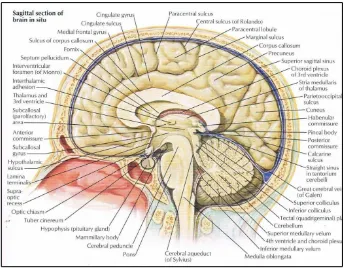 Gambar 2.1. Potongan otak secara sagital (Sumber: Netter, F.H., 2011. Atlas of Human Anatomy