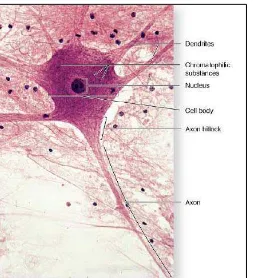 Gambar 2.2. Bagian-bagian neuron (X100, H&E) (Sumber: Mescher, A.L., 2009. Junqueira’s Basic Histology Text & Atlas