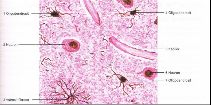 Gambar 2.3. Astrosit fibrosa dan kapiler di otak. Pewarnaan: metode Cajal. Pembesaran sedang