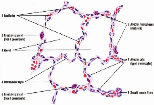 Gambar 7. Dinding alveolus dan sel alveolus (Sumber: Eroschenko, 2010). 