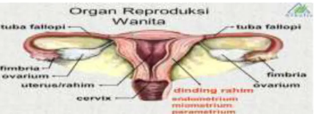Gambar 2.2 Sistem Reproduksi Wanita 