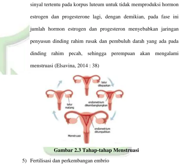 Gambar 2.3 Tahap-tahap Menstruasi 