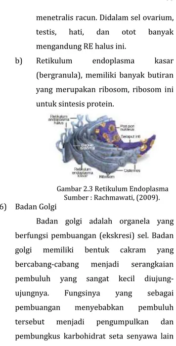 Gambar 2.3 Retikulum Endoplasma  Sumber : Rachmawati, (2009). 