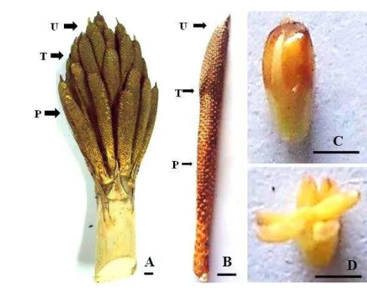 Gambar 2  Stadia mikrospora kelapa sawit. (A) Uninukleat akhir, (B) Binukleat 