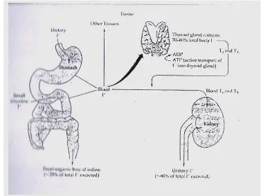 Gambar 3  Proses Metabolisme Iodin dalam Tubuh (Ganong, 1989). 