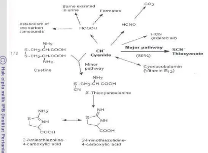 Gambar  4   Metabolisme Sianida (Okhawa dan Casida, 1971). 
