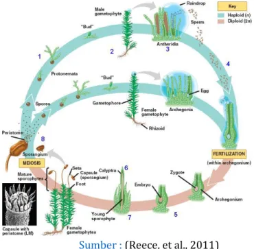 Gambar 2.4 siklus hidup Bryophyta