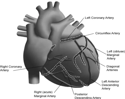 Gambar 2.1. Anatomi arteri koroner jantung Dikutip dari NewYork-Presbyterian Hospital 