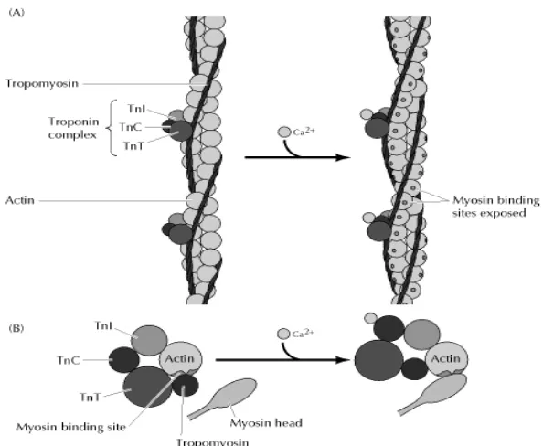 Gambar 2.2. Gambar kompleks troponin, tropomiosin, aktin dan miosin Dikutip dari Cooper, 2000