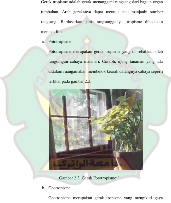 Gambar 2.3. Gerak Fototropisme 36 b.  Geotropisme 