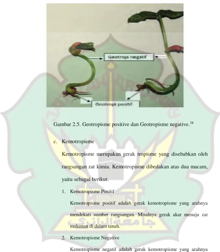 Gambar 2.5. Geotropisme positive dan Geotropisme negative. 38