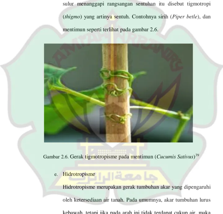 Gambar 2.6.  Gerak tigmotropisme pada mentimun (Cucumis Sativus) 39
